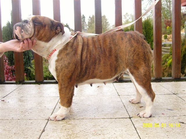 Under-a-blood redsky du Loch Victoria's bulls