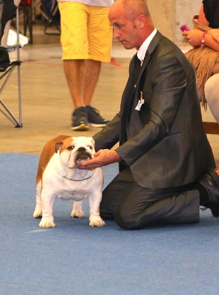CH. meljane bulldogs Cherry lips mystyle