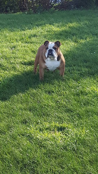 Full moon du Loch Victoria's bulls